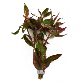 Alternanthera lilacina (Lilablättriges Papageienblatt) - im Bund