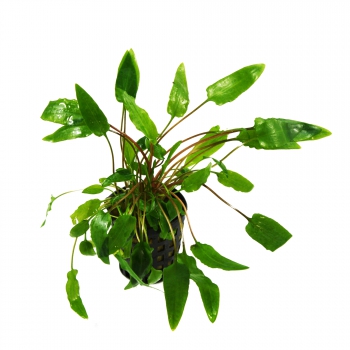 Cryptocoryne wendtii 'grün' (Grüner Wendtscher Wasserkelch) - im Topf