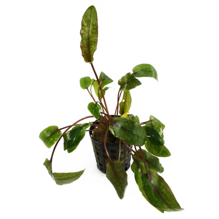 Cryptocoryne wendtii 'Mi Oya' (Mi Oya-Wasserkelch) - im Topf