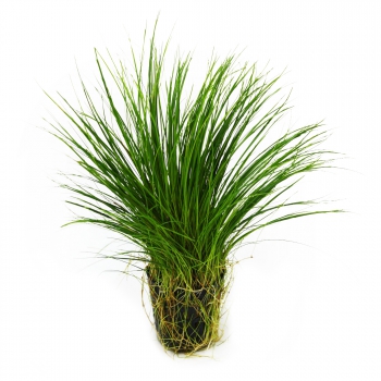 Eleocharis acicularis (Nadelsimse) - im Topf