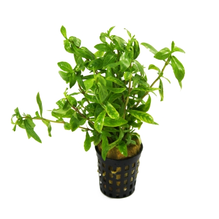 Hygrophila polysperma 'Rosanervis' (Sunset-Wasserfreund) - im Topf