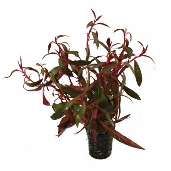 Ludwigia perennis (Rote Sternludwigie) - im Topf