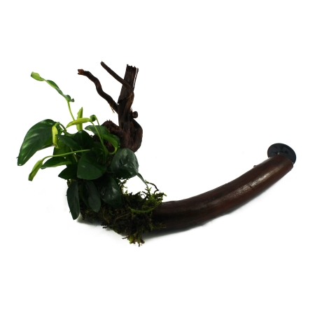 Bepflanzte Wurzel mit Saugnapf mit Anubias bar. v. nana - ca. 15cm