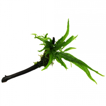 Bepflanzte Wurzel mit Microsorum pteropus (Javafarn) - ca. 15cm